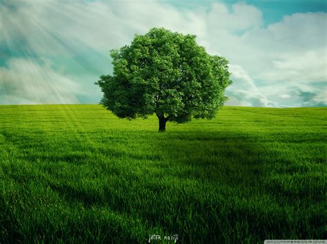 Hd Wallpaper 4k Tree Tree 4k Ultra Hd Wallpaper - Wallpaper 4K