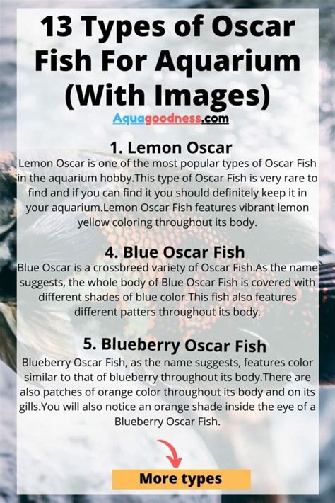 13 Types of Oscar Fish For Aquarium (With Images) - Aqua Goodness