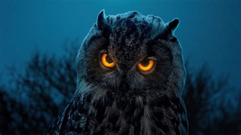 Owl With Yellow And Black Eyes 4K HD Birds Wallpapers | HD Wallpapers | ID #50085