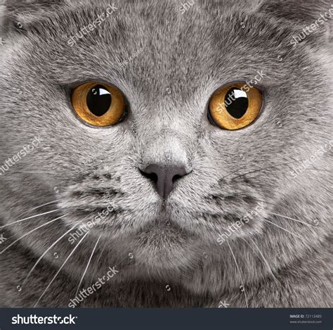 163,909 Close Up Cat Face Images, Stock Photos & Vectors | Shutterstock