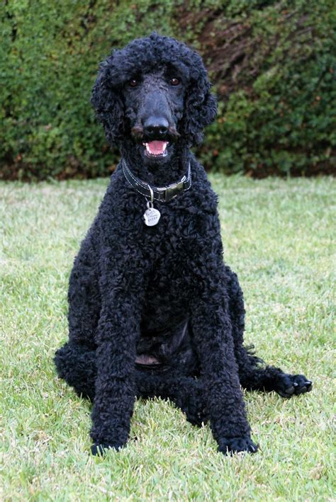 File:Standard Poodle black male sitting.jpg - Wikimedia Commons