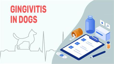 Gingivitis In Dogs - Symptoms, Causes, & Treatments - Petmoo