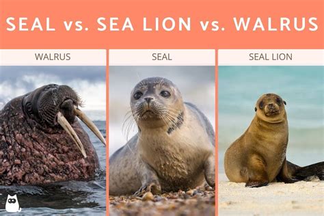 Seal vs. Sea Lion vs. Walrus - Differences & Characteristics With Photos