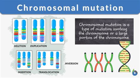 Chromosomal mutation - Definition and Examples - Biology Online Dictionary