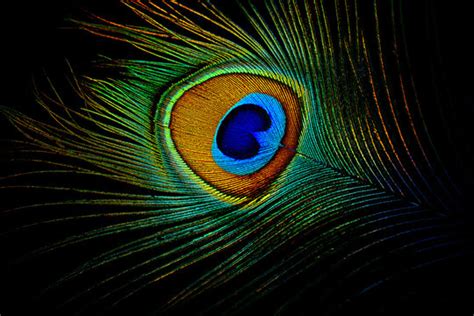 Colorful Peacock Feather Wallpaper