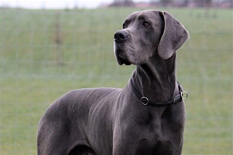 8 Popular Large Dog Breeds – Puppy Buddy