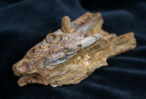 Fossil Crocodile Maxilla (jaw) - Cretaceous For Sale (#1361) - FossilEra.com