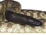 Pygmy Python | The Animal Facts | Appearance, Diet, Habitat, Behavior