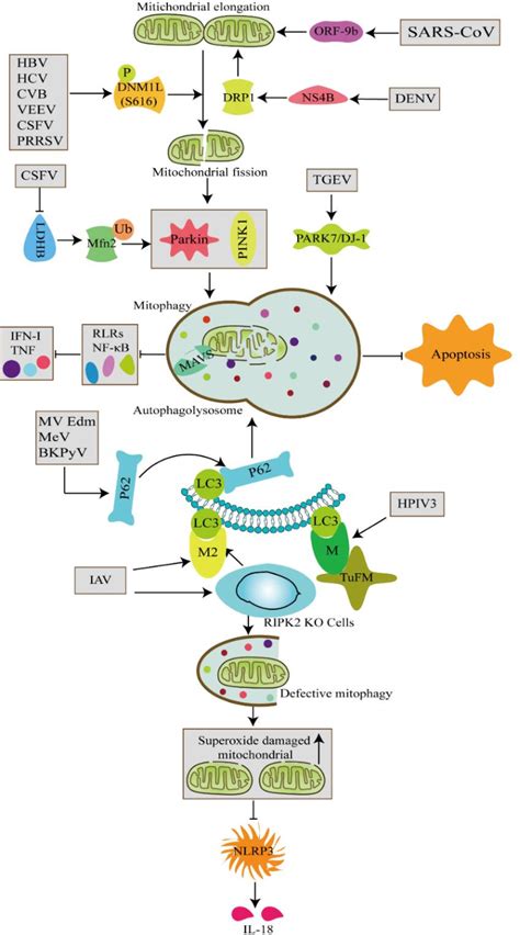 [PDF] The Role of Mitophagy in Viral Infection | Semantic Scholar