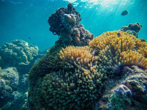 Polyps on coral reef on shoal · Free Stock Photo