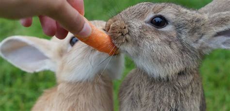 Rabbits Eating Carrots - The Complete Guide.