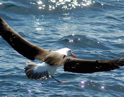 Black-browed Albatross - Falklands Conservation