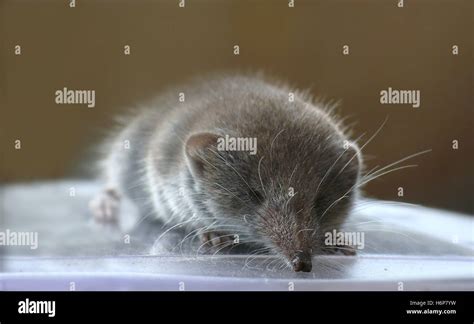 Shrew Mouse Stock Photos & Shrew Mouse Stock Images - Alamy