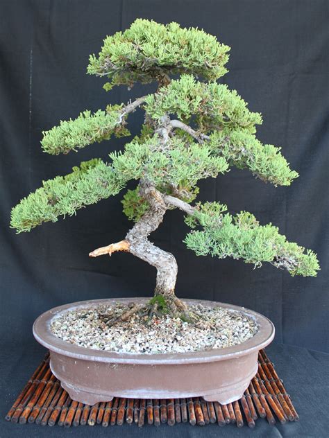 Juniper Bonsai | kuromatsubonsai.com