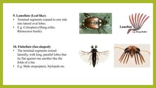 INSECT ANTENNA Its origin, structure, function and modification in ...