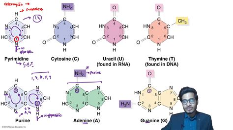 L4: Trick to Learn Structure of Nitrogenous Bases by Vipin Sharma - YouTube