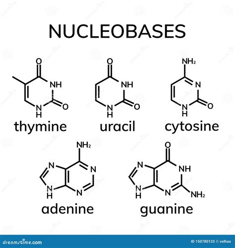 Pyrimidine And Purine Nucleosides Cartoon Vector | CartoonDealer.com #152018277