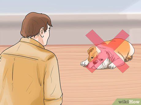 How to Care for an English Bulldog (with Pictures) - wikiHow