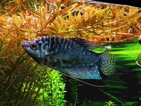 Opaline Gourami: Discover Your Guide to 6 Years of Lifespan