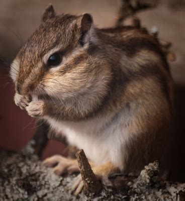 Siberian Chipmunk - The Pet Wiki