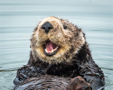 Sea Otter Fun Facts | National Marine Sanctuary Foundation