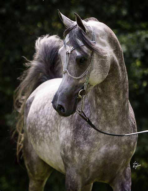 Siraj Ibn Mishaal LDA (US) 2010 Grey Straight Egyptian Arabian stallion. Description from ...