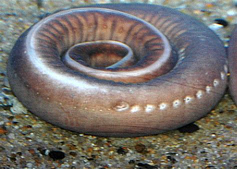 Hagfish Slime Uses