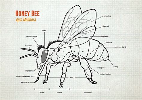 Honey bee anatomy lifecycle – Artofit