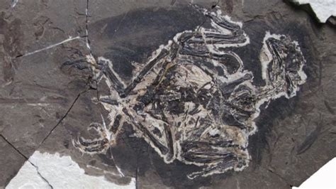 Dino-bird fossil had sparkly feathers 'to attract mate ' - BBC News