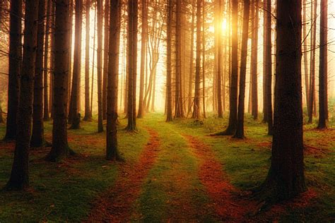 Landscape Photography of Forest · Free Stock Photo