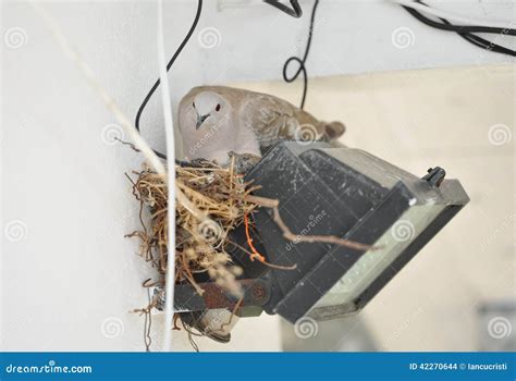 Pigeon Nesting On Spotlight. Pigeon Sits On The Nest Stock Photography | CartoonDealer.com #42270644