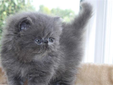 Free photo: Gray Persian Cat - Hair, Young, Wildlife - Free Download - Jooinn