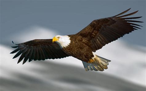 Flying Eagle Hd Desktop Wallpapers - Wallpaper Cave