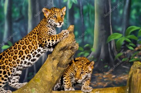 Jaguar Cubs — Stock Photo © kwiktor #20613977