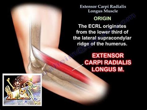 Extensor Carpi Radialis Longus Function - amarelogiallo