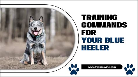 Essential Training Commands For Your Blue Heeler: Command Mastery