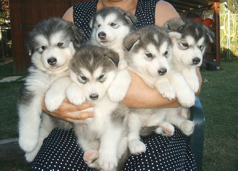 Alaskan Malamute Puppies Wallpaper - Pictures Of Animals 2016