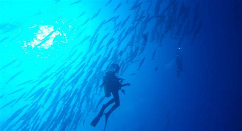 PADI Divemaster Course - Elixir Divers