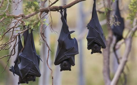 Black Flying-fox - ClimateWatch Australia- Citizen Science App