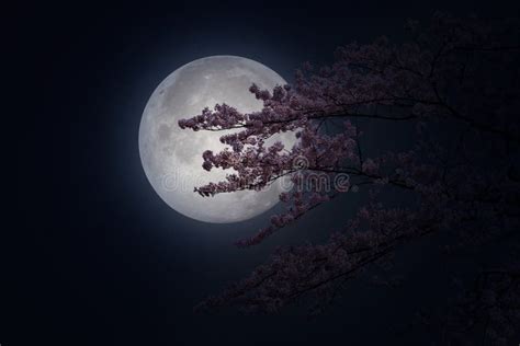 Beautiful Flowers Cherry Blossom in Spring and Full Moon. Stock Photo ...