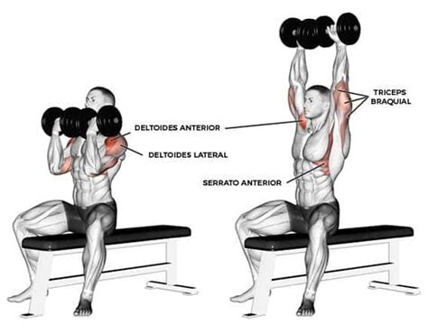 Arnold Press for Your Shoulders【4 Keys for Its Execution】