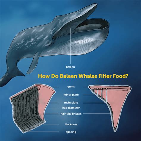 Marine Research Dives Into How Giant Baleen Whales Filter Tiny Organisms | CSUF News