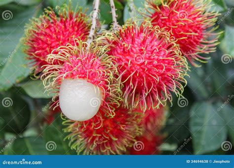 Tropical Fruit, Rambutan On Tree Royalty Free Stock Photos - Image: 34694638