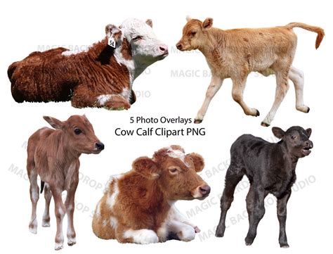 Baby Cow Calf PNG Bundle Cows Farm Animals Clip Art Overlay Photoshop Overlays Editing Templates ...