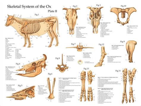 Ox Bovine Skeletal Anatomy Poster