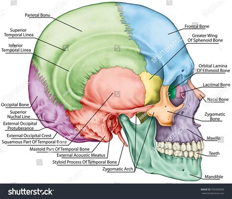 Bones of the Head - MalikqoBass