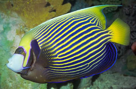 Saltwater Angelfish Care Guide | Fishkeeping Advice