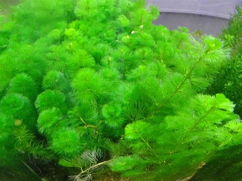 18 Live Aquarium Plants You and Your Fish Will Love