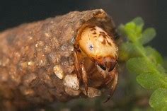 Caddisfly larvae (order Trichoptera) | LIFE IN FRESHWATER