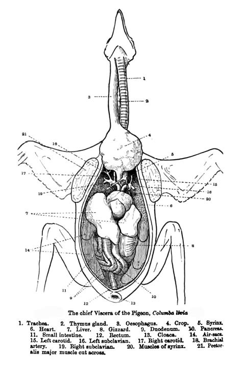 Turkey Anatomy Lesson | Anatomy lessons, Anatomy, Bird aviary